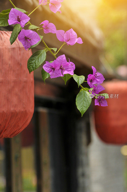 Bougainvillea and hanging red paper lanterns glowing in Chengdu,China